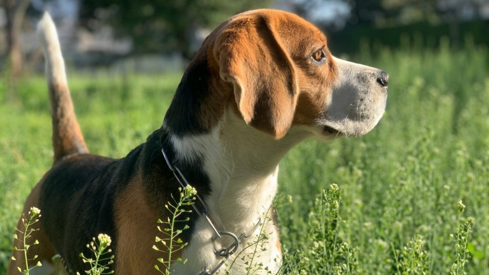 jaspal-kahlon-chien_beagle_unsplash