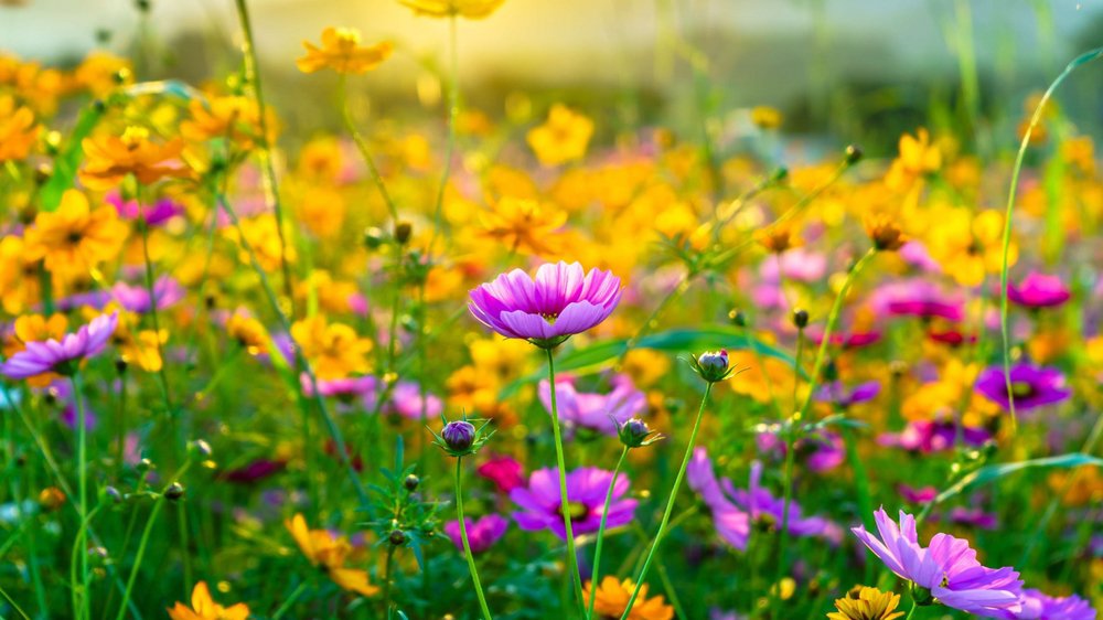 prairie-fleurs