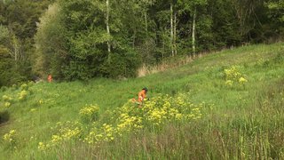 Plantes envahissantes: des bennes sont à votre disposition pour vous débarrasser des fauches et arrachages