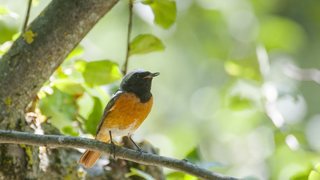 «Oiseaux de nos jardins» du 5 au 9 mai 2021: louez un ornithologue!