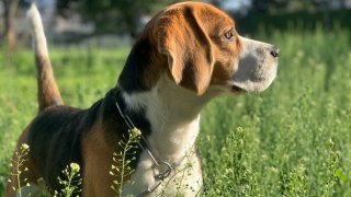 Gardez vos chiens sous contrôle pour éviter qu'ils ne poursuivent le gibier