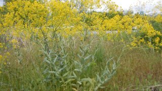 Fleurs jaunes le long des routes: ce n'est pas (encore) du Bunias d'Orient mais du Pastel des teinturiers